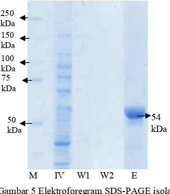Gambar 5 Elektroforegram SDS-PAGE isolasi dan pemurnian RNA helikase HCV; (M) ���$��; (IV) ������������; (W1) Hasil *��"���� 1; (W2) Hasil *��"����4; (E) Enzim� 