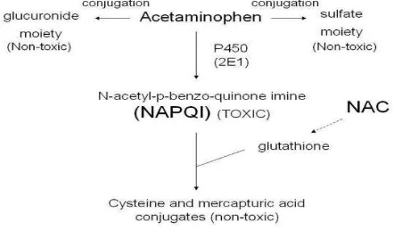 Gambar 2.3Metabolisme Parasetamol 