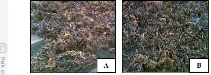 Gambar 13  Rumput laut Kappaphycus alvarezii kering hasil budidaya  (A) bibit 