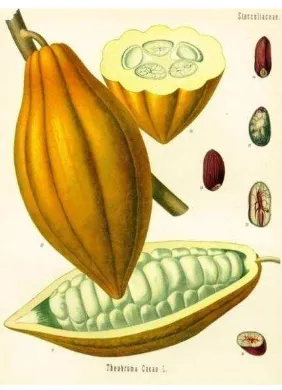 Gambar 2.1  Biji kakao (Sumber: Suryani, 2010) 