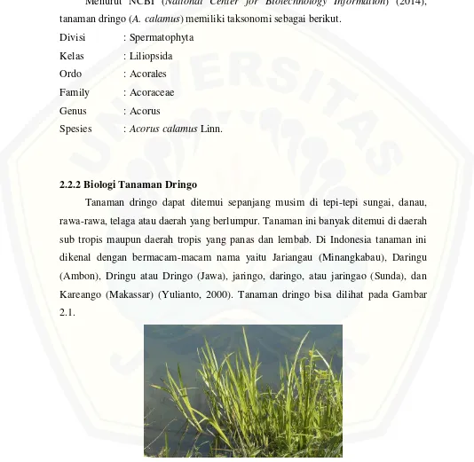 Gambar 2.1 Tanaman dringo (A. calamus) (Sumber: Storey, 2005) 