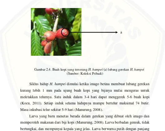 Gambar 2.4. Buah kopi yang terserang H. hampei (a) lubang gerekan H. hampei 