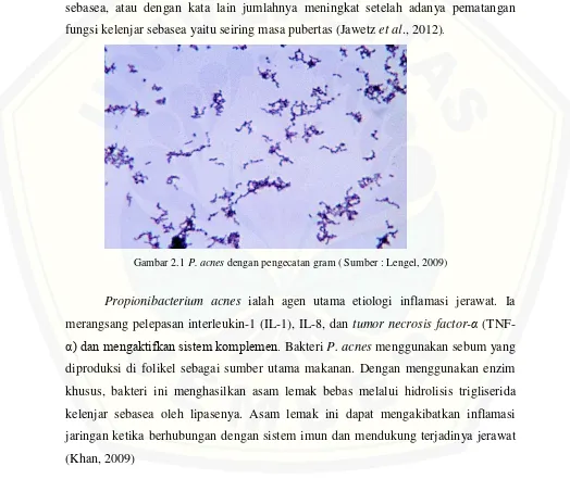 Gambar 2.1 P. acnes dengan pengecatan gram ( Sumber : Lengel, 2009) 