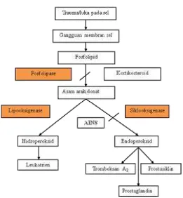 Gambar  2.2 Biosintesis prostaglandin (Wilmana, 2007) 