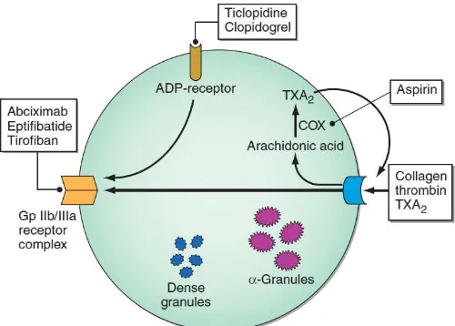 Gambar 2.2 Terapi antiplatelet dan fungsi hambatan platelet (Sumber: Deitcher, 2005) 