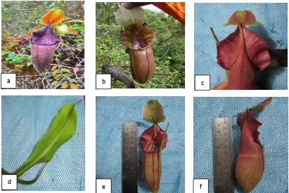 Gambar 6. Bentuk dan bagian dari Nepenthes bongso  Korth : a) kantung atas,   b) kantung bawah, c) bagian belakang peristome, d) bentuk daun,    e) kantung bawah bagian depan, dan f) kantung bawah bagian samping