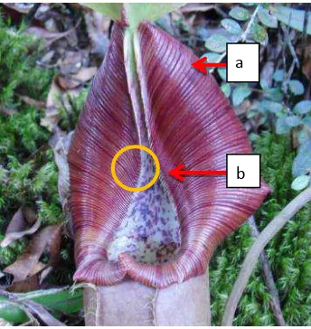 Gambar 7. Peristome Nepenthes ovata Nerz dan Wistuba : a) Peristome seperti duri di bawah tutup, dan b) Tonjolan di bagian depan