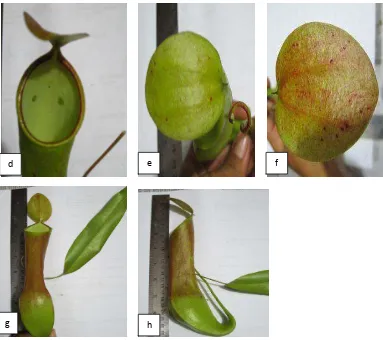Gambar 9. Bentuk dan bagian dari N. reinwardtiana Miq : a) kantung bawah,       b) kantung atas, c) susunan daun, d) Eye spot, e) tutup kantung berwarna hijau, f) tutup kantung berwarna hijau kemerahan,g) N