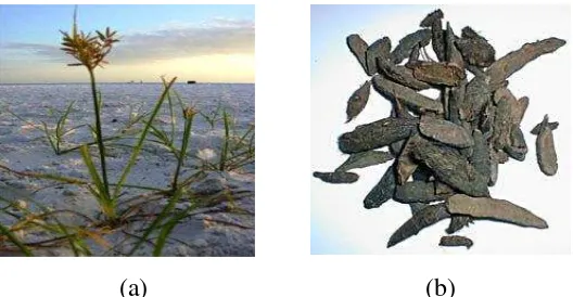 Gambar 2.1 (a). tanaman teki, (b). umbi rumput teki (Subhuti,2005) 
