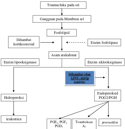 Gambar 2.4 Penghambatan Biosintesa Prostaglandin Oleh Obat AINS   (Wilmana dan Gan, 2007) 