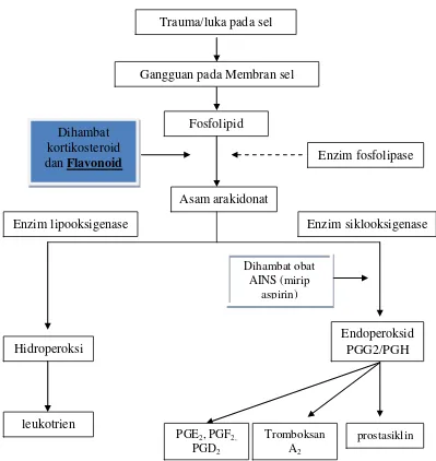 Gambar 2.5 Penghambatan Biosintesa Prostaglandin Oleh Flavonoid   (Wilmana dan Gan, 2007) 