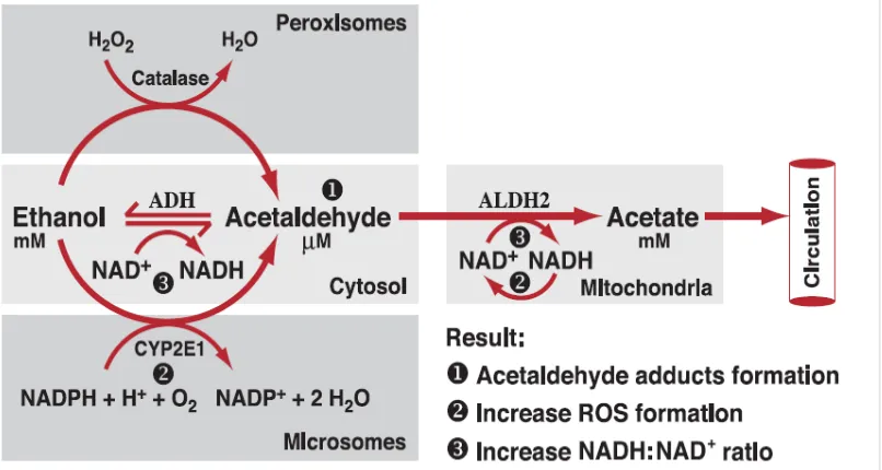 Gambar 2.1 Metabolisme Etanol dalam Sel Hepar (Sumber : Zakhari, 2006) 