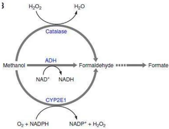 Gambar 2.2 Metabolisme metanol (Dorokhov et al, 2015) 