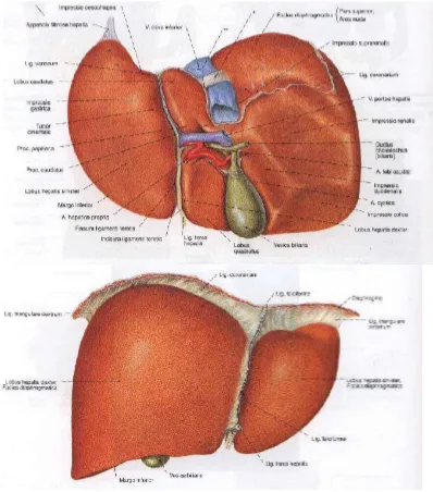 Gambar atas menunjukkan hepar tampak dorsal dan gambar bawah menunjukkan hepar tampak ventral