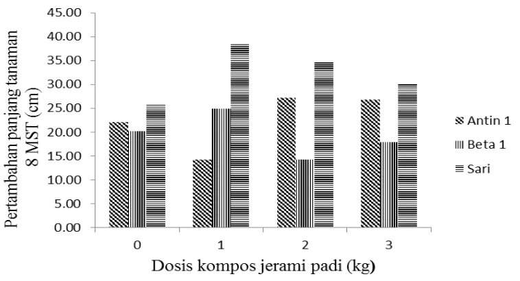 Gambar 1. Histogram hubungan interaksi beberapa varietas ubi jalar dengan dosis  kompos jerami padi terhadap rataan pertambahan panjang tanaman 8  MST  