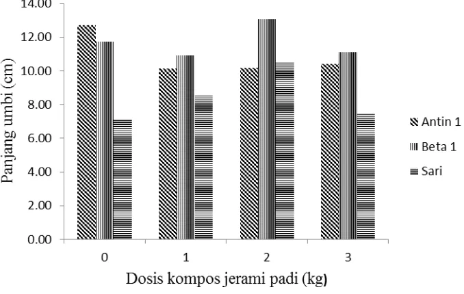 Gambar 5. Histogram hubungan interaksi beberapa varietas ubi jalar dengan dosis  kompos jerami padi terhadap rataan panjang umbi (cm)  