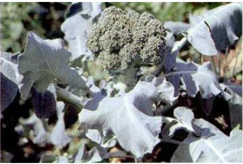 Gambar 2.1 Tumbuhan Brokoli (Sumber: Dalimartha, 2000)