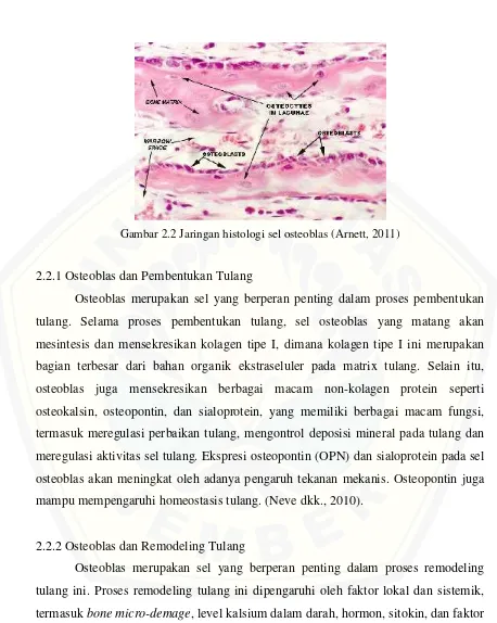 Gambar 2.2 Jaringan histologi sel osteoblas (Arnett, 2011)