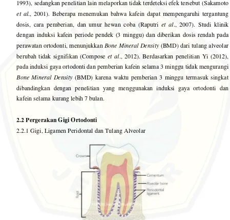 Gambar 2.2 Struktur Gigi, Ligamen Periodontal, dan Tulang Alveolar   (Sumber: https://positivedentist.wordpress.com/2013/06/26/mengenal-periodonsia/ ) 
