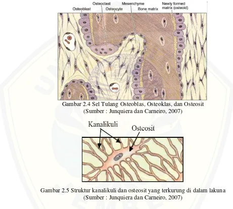 Gambar 2.4 Sel Tulang Osteoblas, Osteoklas, dan Osteosit  
