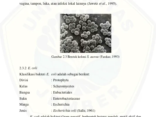 Gambar 2.3 Bentuk koloni S. aureus (Fardiaz, 1993) 