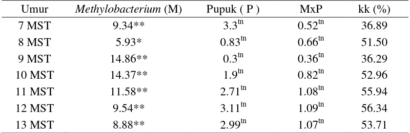 Tabel 5. Rekapitulasi Sidik Ragam Pengaruh Aplikasi Methylobacterium spp dan Pemupukan terhadap Jumlah Cabang Cabai 