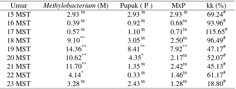 Tabel 11. Pengaruh Aplikasi Methylobacterium spp dan Pemupukan terhadap Bobot Buah Cabai setiap MST 