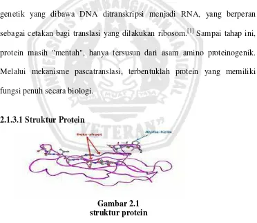 Gambar 2.1 struktur protein 