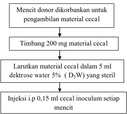 Gambar 3.2. Skema Pembuatan Mencit Model Sepsis 