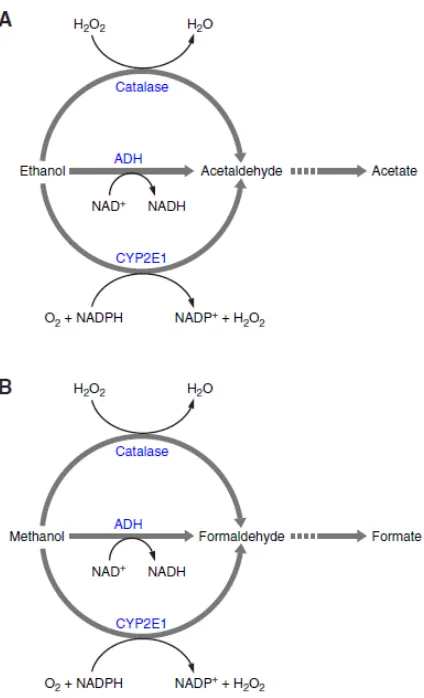 Gambar 2.1 A. Metabolisme etanol dan B. Metabolisme metanol fase pertama (Dhorokhov et al, 2015) 