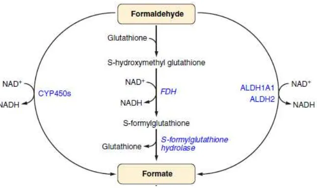 Gambar 2.2 Oksidasi Formaldehid (Dorokhov et al, 2015) 