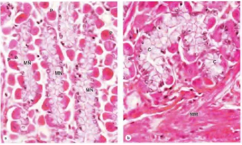 Gambar 2.7 Sel-sel pembentuk kelenjar tubular lambung; P: sel parietal, MN: sel mukosa leher, C: chief cell (Mescher, 2010) 