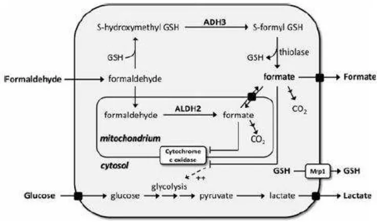 Gambar 2.10 Formaldehid di dalam sel (Tulpule dan Dringen, 2013) 