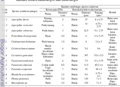 Tabel 3.  Morfologi cendawan terbawa benih kakao hibrida TSH 858 x Sca 6 yang 