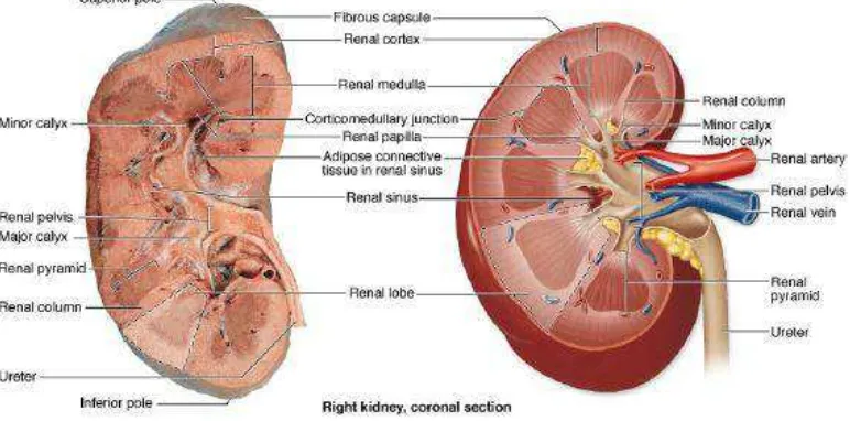 Gambar 2.1 Anatomi ginjal (sumber: Mescher, 2012) 