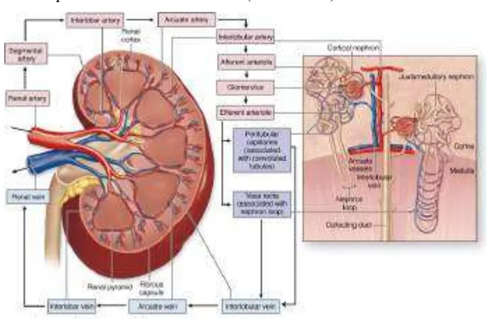 Gambar 2.4 Skema aliran darah ginjal (sumber: Mescher, 2012) 