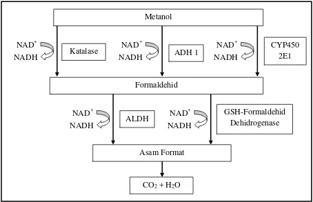 Gambar 2.2 Metabolisme metanol di otak (Skrzydlewska, 2003; Tulpule dan Dringen, 2013; Jacobsen dan   McMartin, 1997) 