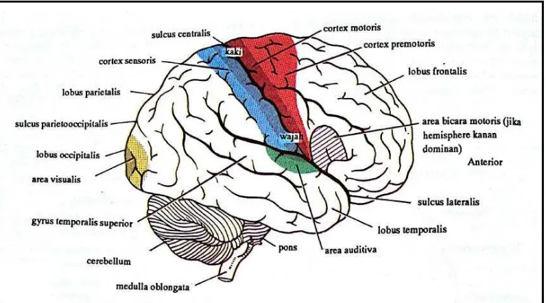 Gambar 2.3 Susunan saraf pusat serta pembagiannya (Snell, 2012) 