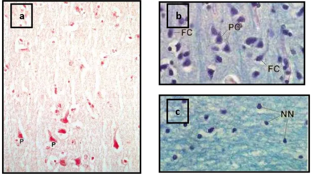 Gambar 2.4 Histologi Cerebrum.  a, b Korteks Cerebri (Substansia Grisea), dan c Substansia  Alba