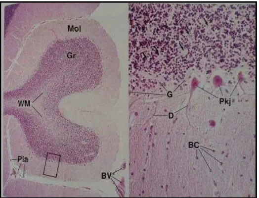 Gambar 2.5 Histologi Cerebellum. Mol: Lapisan Molekuler; Gr: Lapisan Granuler; WM: 