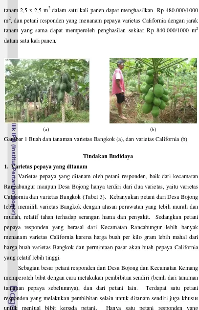 Gambar 1 Buah dan tanaman varietas Bangkok (a), dan varietas California (b)  