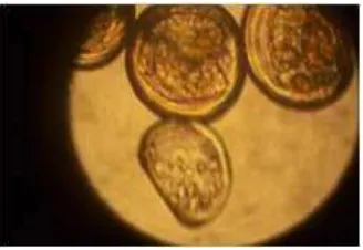 Gambar 2 Larva Tiram Mutiara 