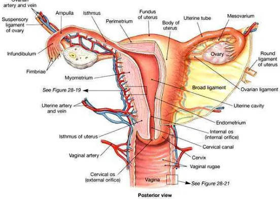 Gambar 2.1  Anatomi uterus posterior (Martini, 2004). 