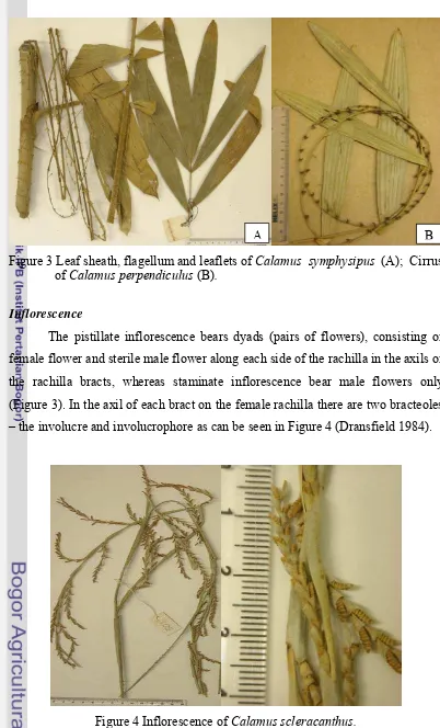 Figure 4 Inflorescence of Calamus scleracanthus.