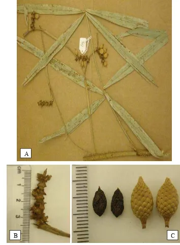 Figure 7 Calamus rosetus Rustiami sp. nov. A. Portion of stem with leafsheath  