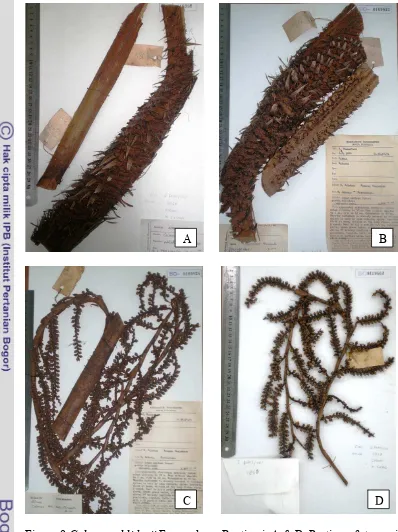 Figure 9 Calamus ahlidurii Fernando ex Rustiami. A & B. Portion of stem with  leafsheath armature; C & D