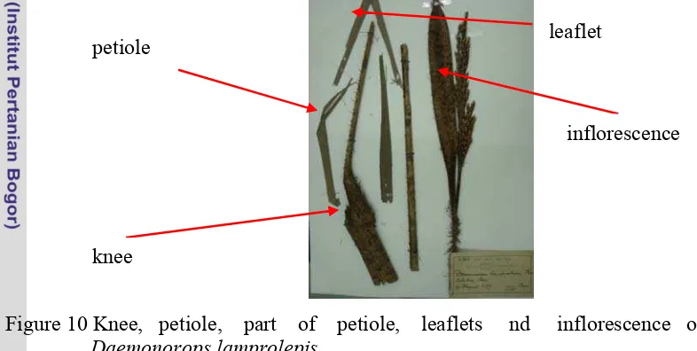 Figure 10 Knee,   petiole,    part    of    petiole,    leaflets     nd     inflorescence   of  