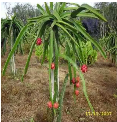 Gambar 2.3 Pohon Buah Naga (sumber : bisnis-buahnaga.blogspot.com)