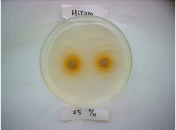 Gambar L.2a Zona inhibisi pertumbuhan Escherichia coli oleh larutan teh hitam 