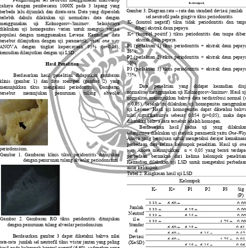 Gambar  2.  Gambaran  RO  tikus  peridontitis  ditunjukan dengan penurunan tulang alveolar periodonsium